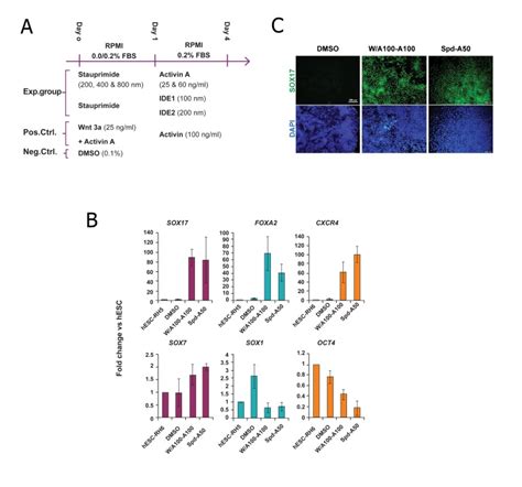 Gene and protein expression analysis of definitive endoderm (DE ...