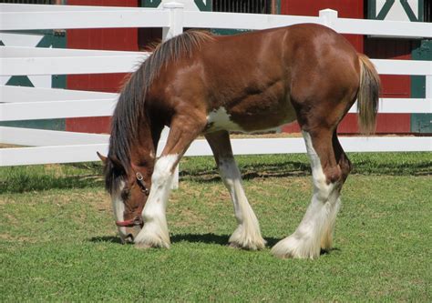 Clydesdale,horse,foal,young,grazing - free image from needpix.com