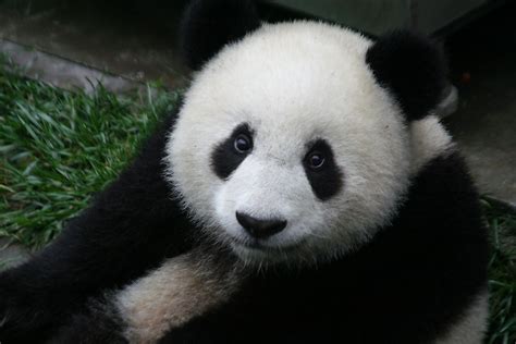 Giant Panda Facts - Animals of Asia - WorldAtlas