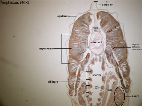 Y- Amphioxus Cross Section 40X