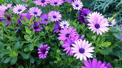 Growing Ornamental Plants: Growing African Daisies.