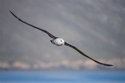 Flight of the Albatross | Sean Crane Photography