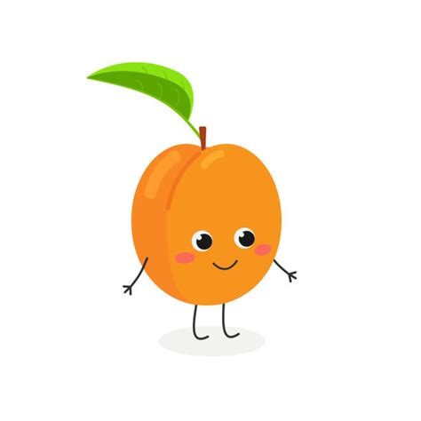 apricot clip art 20 free Cliparts | Download images on Clipground 2024