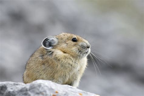 American Pika | CRITTERFACTS