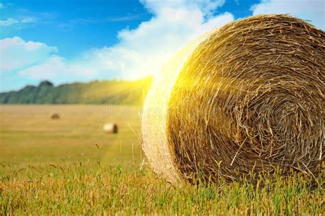 Straw bales stock image. Image of countryside, irish - 26116353