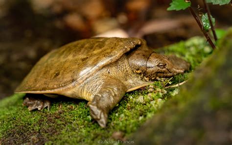 Chinese Soft Shell Turtle - Pelodiscus sinensis — HongKongSnakeID.com