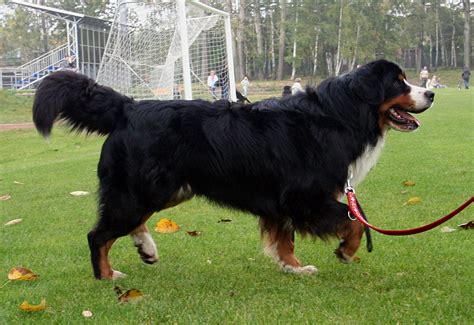 Bernese Mountain Dog Info, Temperament, Puppies, Training, Pictures