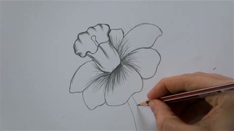 Realistic Flower Drawing Step By Step | AESTHETIC DRAWING