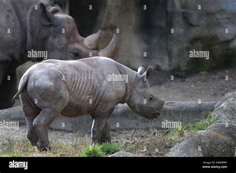 black rhinoceros mother and baby at Cincinnati zoo Stock Photo - Alamy