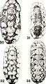 Category:Polyplacophora anatomy - Wikimedia Commons