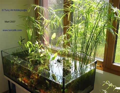 Indoor plants for water purification and nitrate reduction in aquariums ...