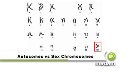 Difference Between Autosomes and Sex Chromosomes - biomadam