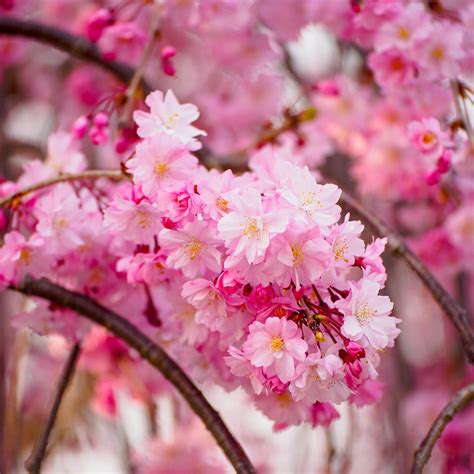 Pink Weeping Cherry Trees for Sale | BrighterBlooms.com