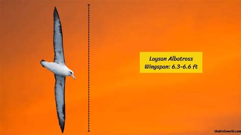 Wingspan Of Albatross: Complete List With Comparison