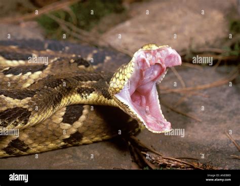 Timber Rattlesnake Bearing Fangs Stock Photo - Alamy