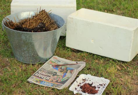 Family Weekend Project: Make a Worm Farm | Childhood101