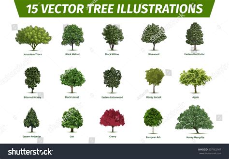 Different Tree Sorts Names Illustrations Tree Stock Vector (Royalty Free) 507182167 | Shutterstock