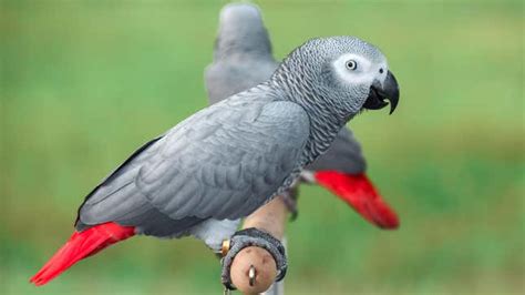 Zoo Hopes Plan to Introduce Famous Cursing Parrots to Larger Flock Doesn't Backfire