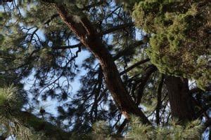 Juniper Tree Meaning & Symbolism (Eternal Youth or Revenge?)