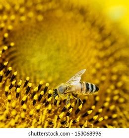 Working Honey Bee On Sunflower Stock Photo 153068996 | Shutterstock