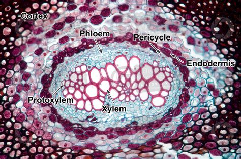 Osmunda regalis. Royal fern. Rhizome. Leaf trace. Transverse section ...