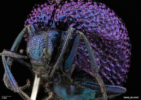 A Beetle With a Raspberry Beret | WIRED