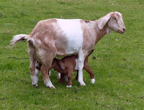 Anglo-Nubian Goats | Oklahoma State University