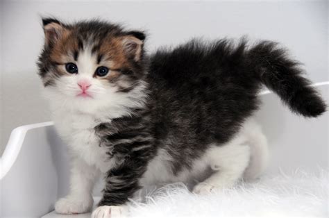 Siberian Cat Breeders Motif Terbaru!