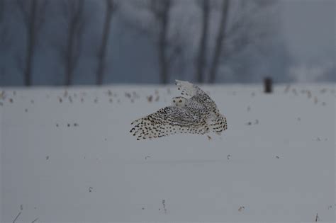 Snowy Owl Hunting – Paul Gains Photography