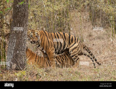 Male tiger Gabbar and Female Tigress Maya in Mating at Tadoba Andhari Tiger Reserve,Maharashtra ...