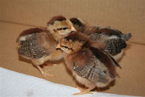 4 week old Welsummer Pullet or Roo??? - Page 2