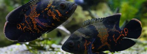 Oscar Fish Care: Lifespan, Tank Mates, Diet, & Health