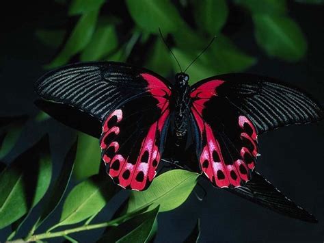 beautiful butterfly wallpapers