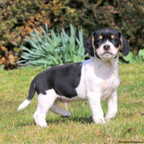 Beagle Coonhound Mix Puppies