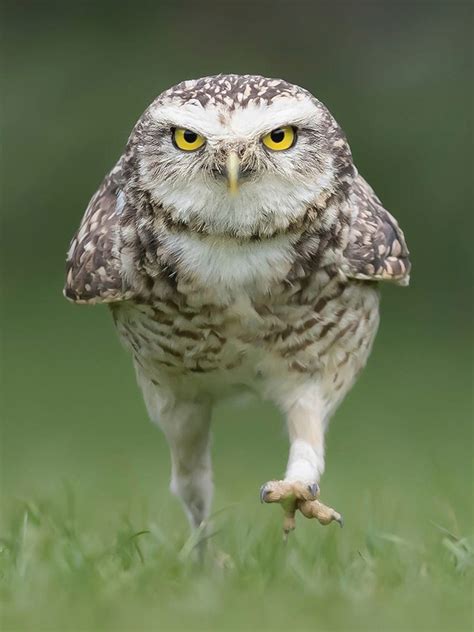 Have You Seen Owls Walking? It’s The Funniest Thing Ever!