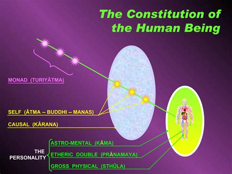 Human Evolution | PPT