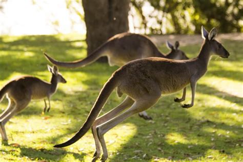 brown kangaroo free image | Peakpx