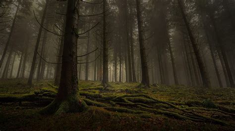 Deep In The Forest, Forest, Trees, Deep, dark, Nature, HD wallpaper | Peakpx