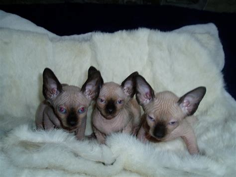 Sphynx kittens (1)