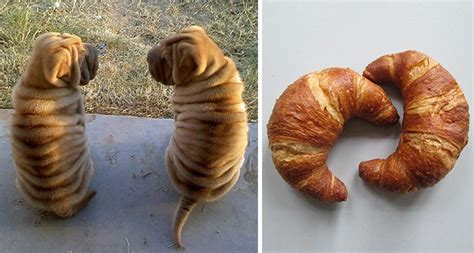 croissant-dog | MiNDFOOD