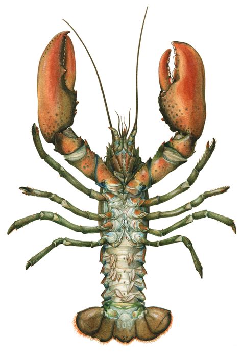 Lobster Anatomy