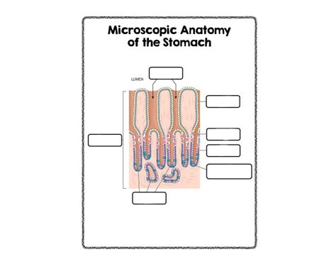 Microscope of Stomach Quiz