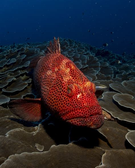 Red grouper-A fish that uses red color to send signals like traffic lights - About Wild Animals