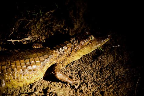 Amazon Caiman Facts - Rainforest Cruises