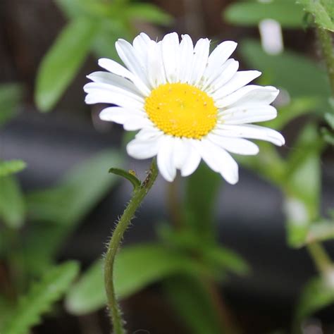 Oxeye Daisy - Seedball