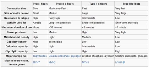 Training Based On Muscle Fiber Type: Are You Missing Out?