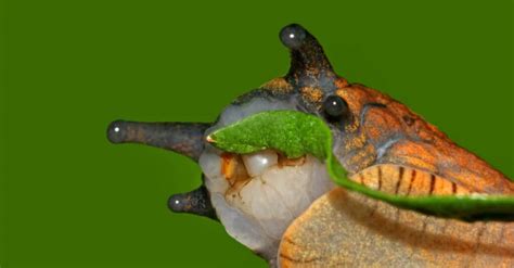 Snail Teeth: Everything You Need to Know - A-Z Animals