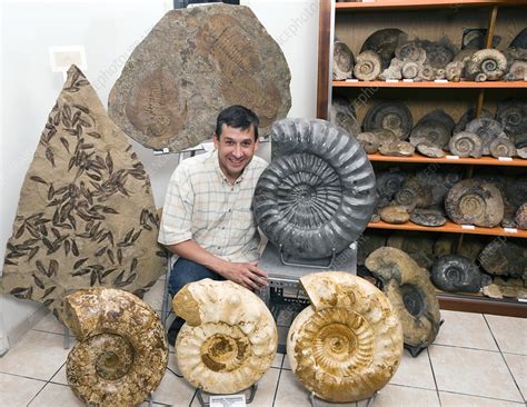 Fossil museum - Stock Image - C002/3556 - Science Photo Library