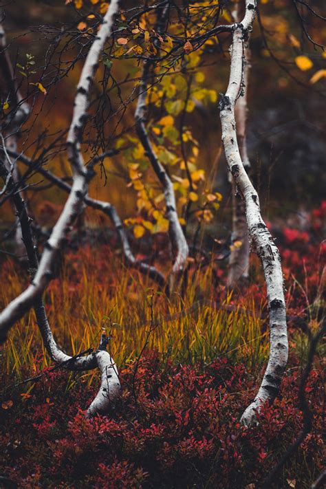 THE COLORS OF AUTUMN – Norway :: Behance