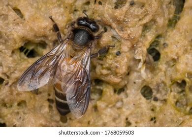 364 Apis dorsata Images, Stock Photos & Vectors | Shutterstock